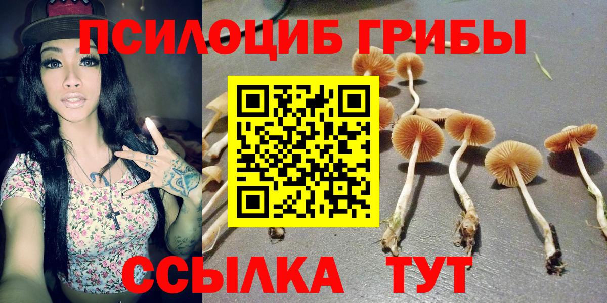 Галлюциногенные грибы Psilocybine cubensis Алейск